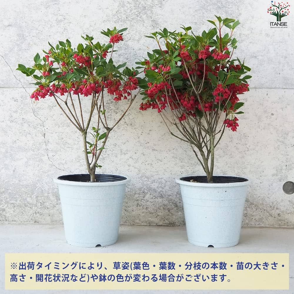 紅ドウダンツツジ　/ 472 紅ドウダンツツジ / 472 - メルカリ